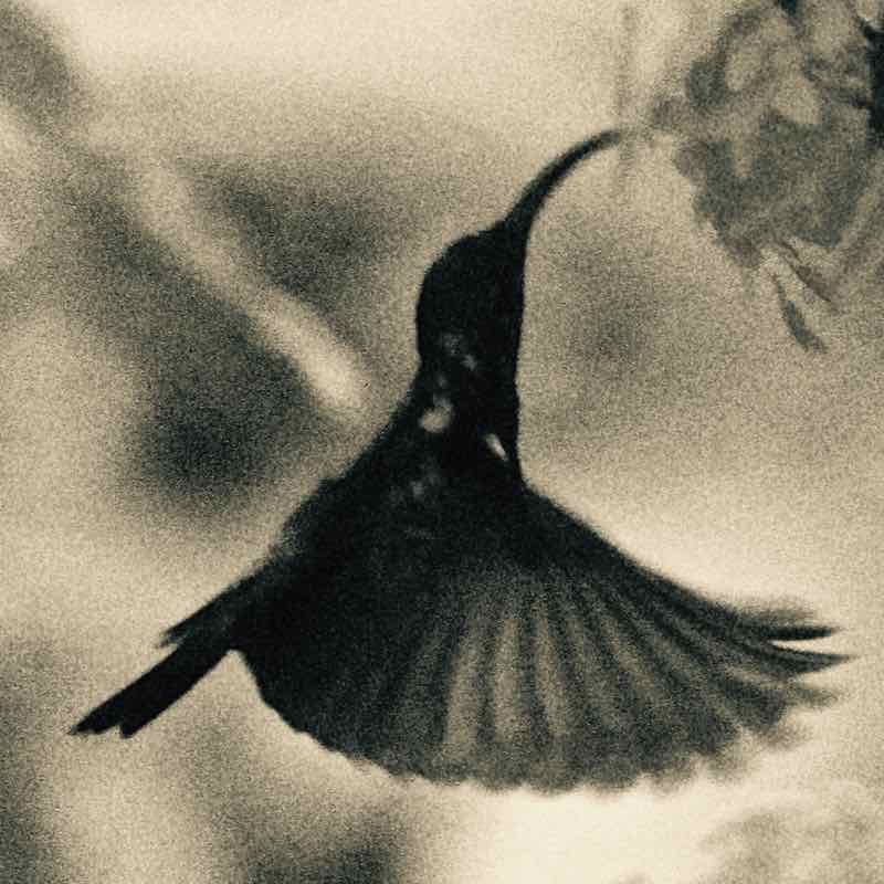 Hummingbird seeking nectar